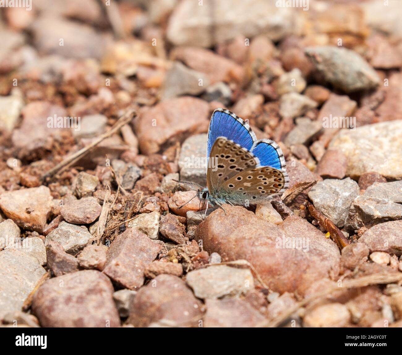 Adonis Blue Butterfly Polyommatus bellargus al piano terra nel Mones Universales a Albarracin orientale della Spagna Foto Stock
