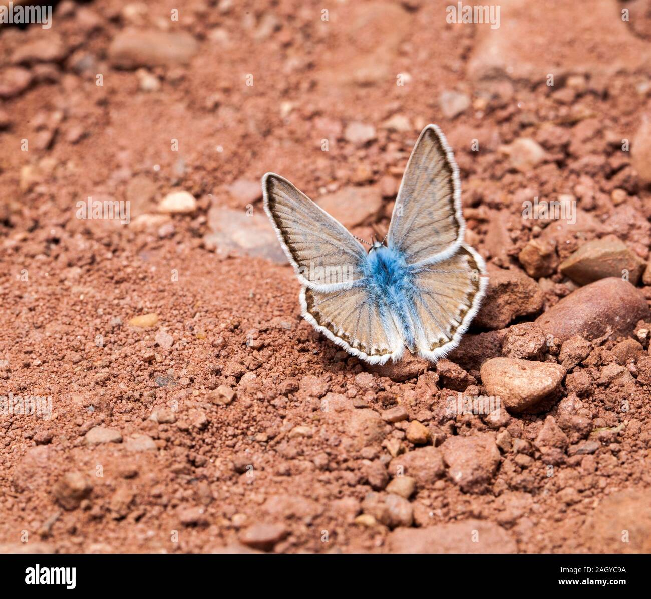 Madre di Pearl Blue Butterfly Plebicula nivescens sul campo nella Montes Universales di Albarracin nella Spagna orientale Foto Stock