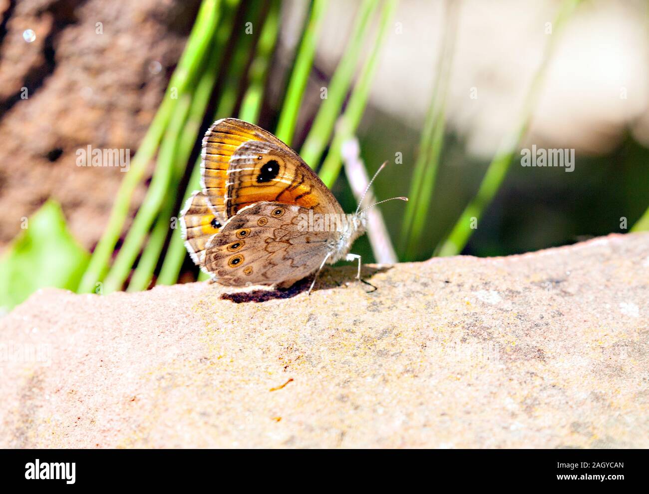 Grande parete marrone butterfly Lasiommata maera crogiolarsi sulle rocce nella campagna spagnola in Montes Universales a Albarracin orientale della Spagna Foto Stock