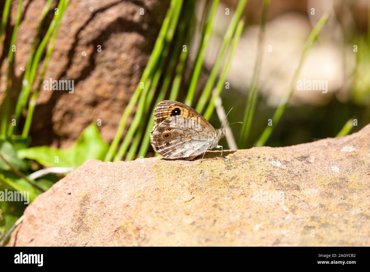 Grande parete marrone butterfly Lasiommata maera crogiolarsi sulle rocce nella campagna spagnola in Montes Universales a Albarracin orientale della Spagna Foto Stock