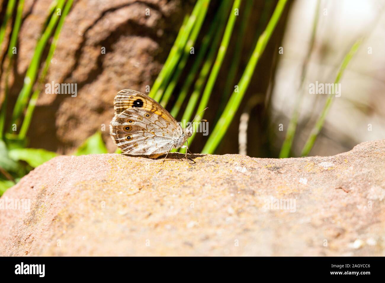 Grande parete marrone butterfly Lasiommata maera crogiolarsi sulle rocce nella campagna spagnola in Montes Universales a Albarracin orientale della Spagna Foto Stock