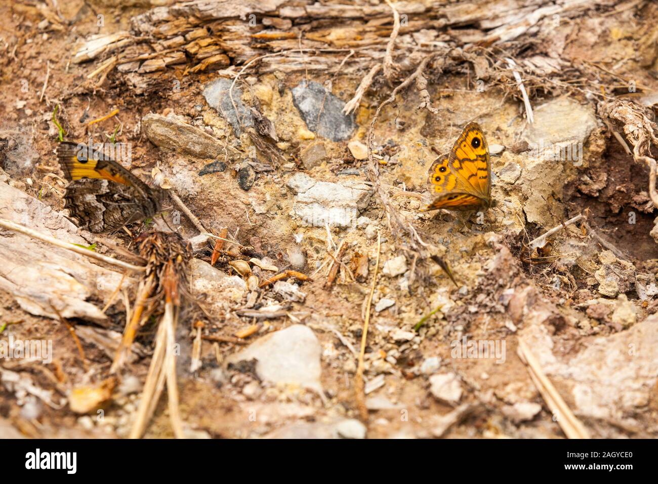 Grande parete marrone butterfly Lasiommata maera crogiolarsi sulle rocce nella campagna spagnola in Montes Universales a Albarracin orientale della Spagna Foto Stock