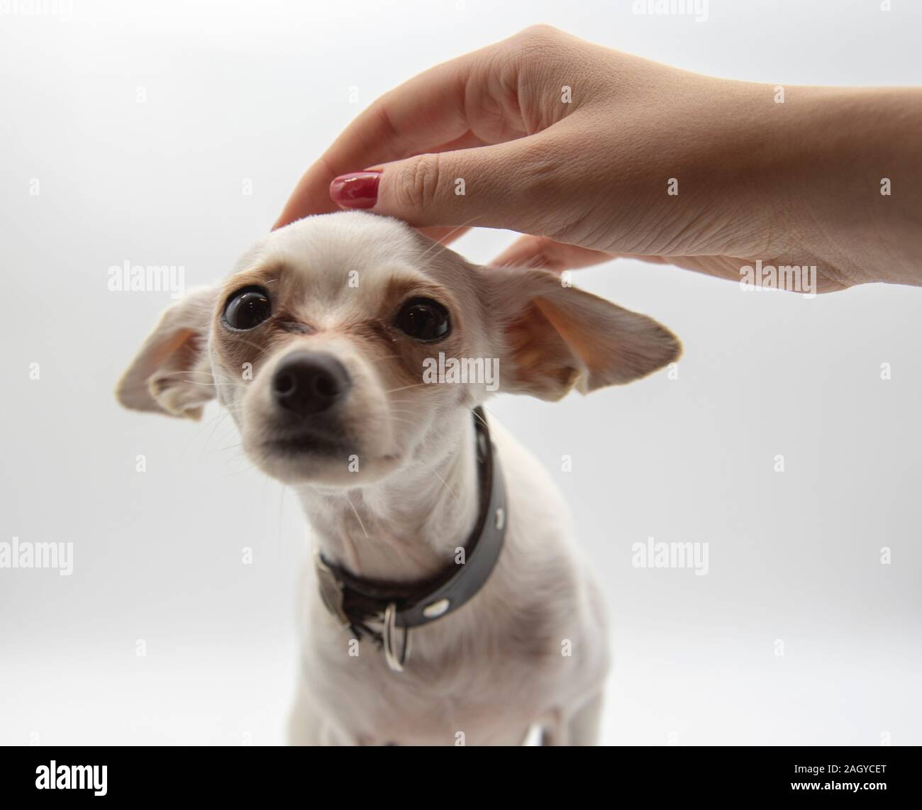 Un piccolo cane bianco che è azionata da una femmina di mano. Foto Stock