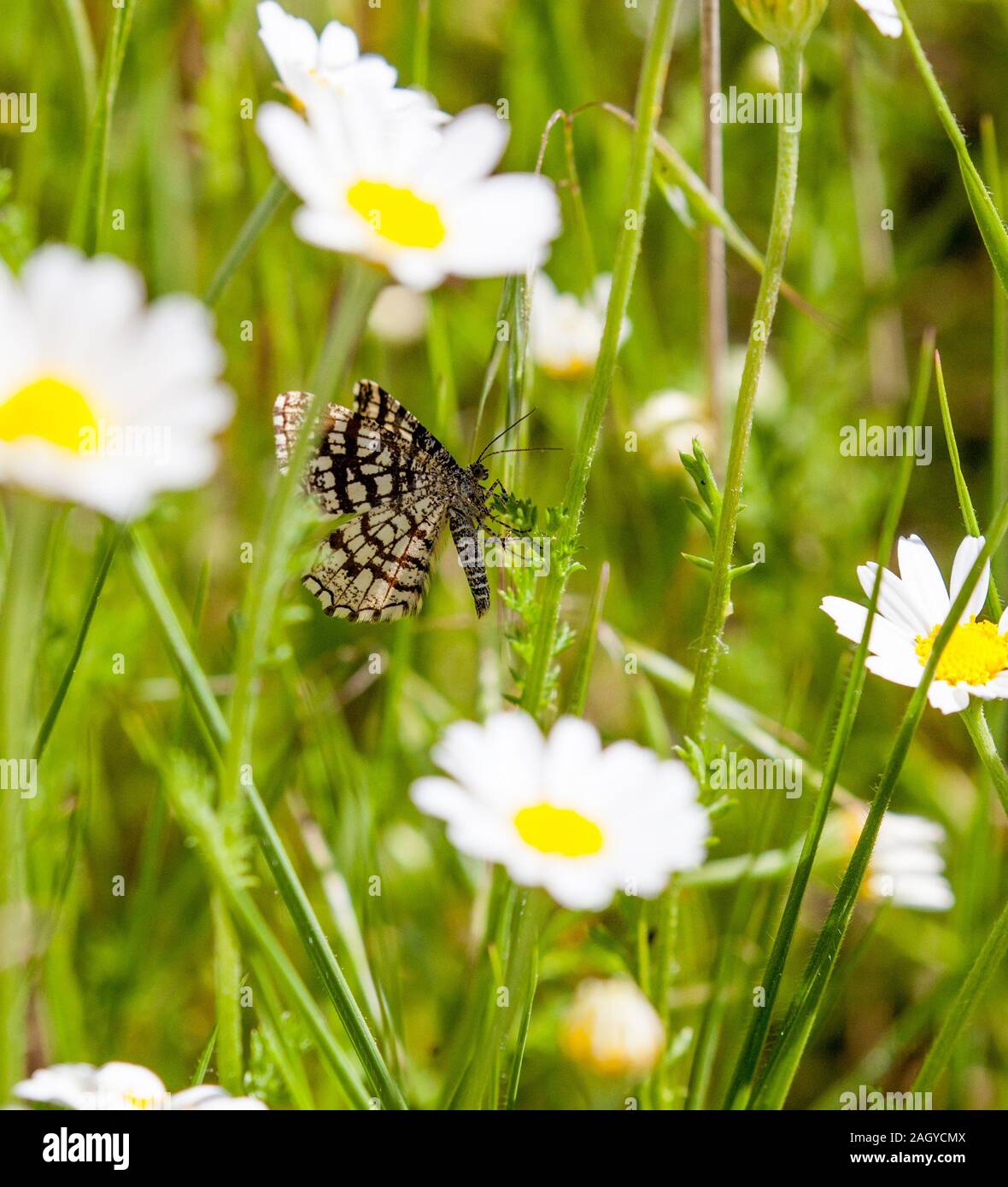 Festone spagnolo butterfly Zernthia rumina in Montes universales orientale della Spagna Foto Stock