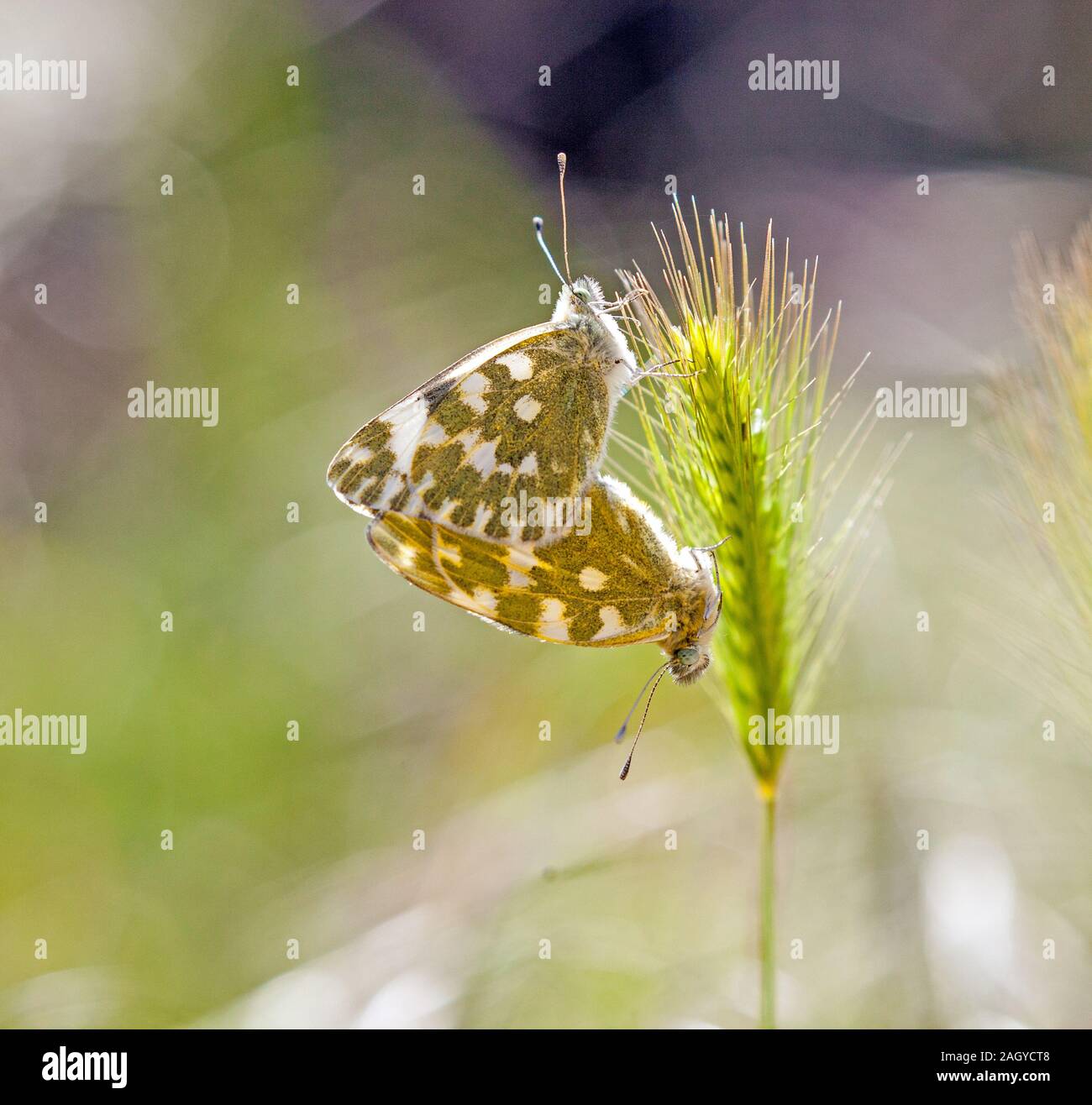 Bagno due farfalle bianco Pontia daplidice coniugata sulla testa di sementi in spagnolo Montes Universales a Albarracin orientale della Spagna Foto Stock