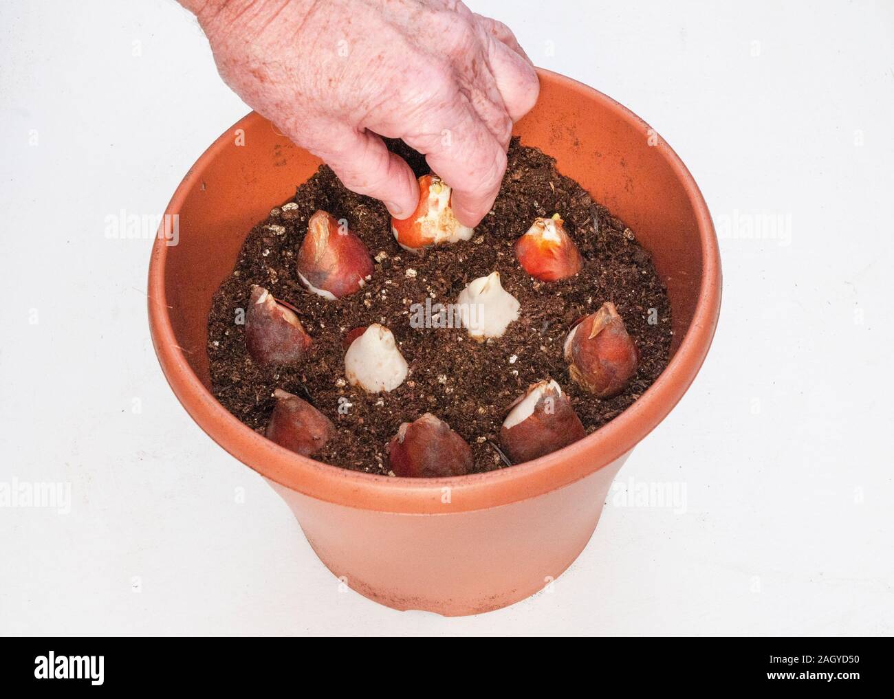 Mostra una mano di piantare un gruppo di bulbi di tulipani in una piantatrice in autunno pronto per la fioritura in primavera. Foto Stock