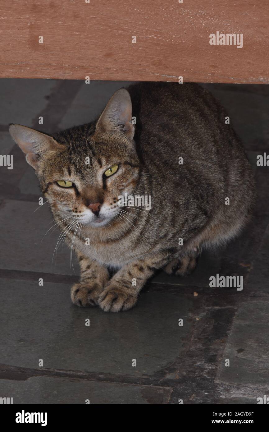 Un gatto nascosto dietro la porta dal suo proprietario Foto Stock