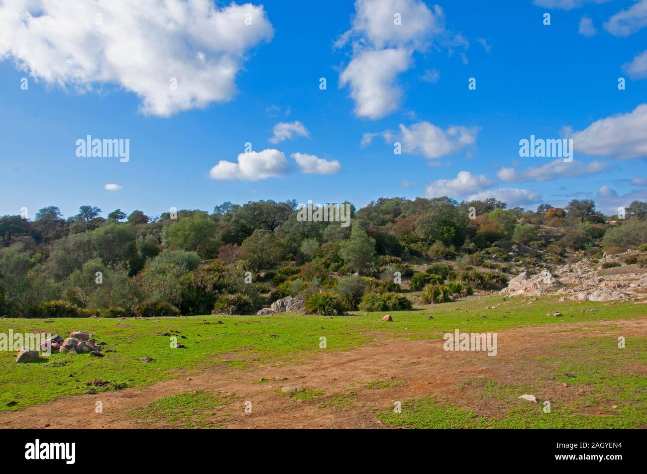 Campo verde, marrone terra con pietre e alberi verdi. Cielo blu e nuvole bianche. Siviglia, Spagna Foto Stock