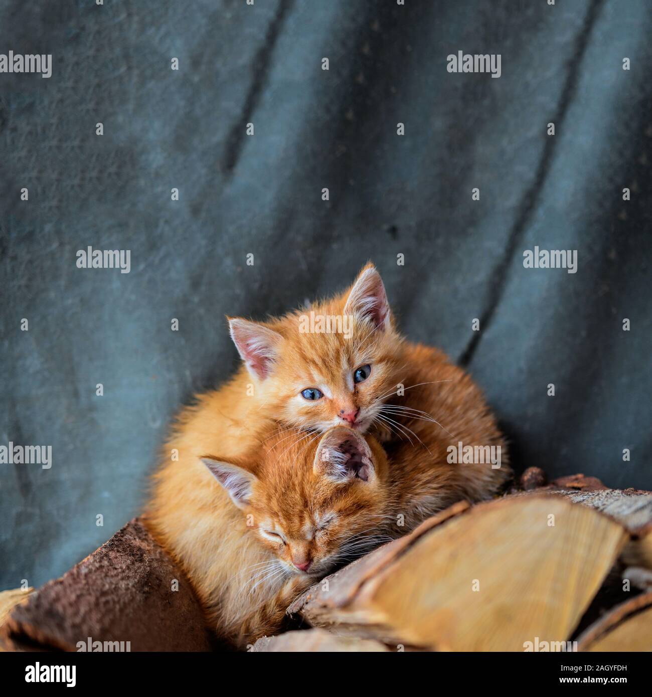 Due gattini giallo con gli occhi blu, dormire su una catasta di legna da ardere Foto Stock