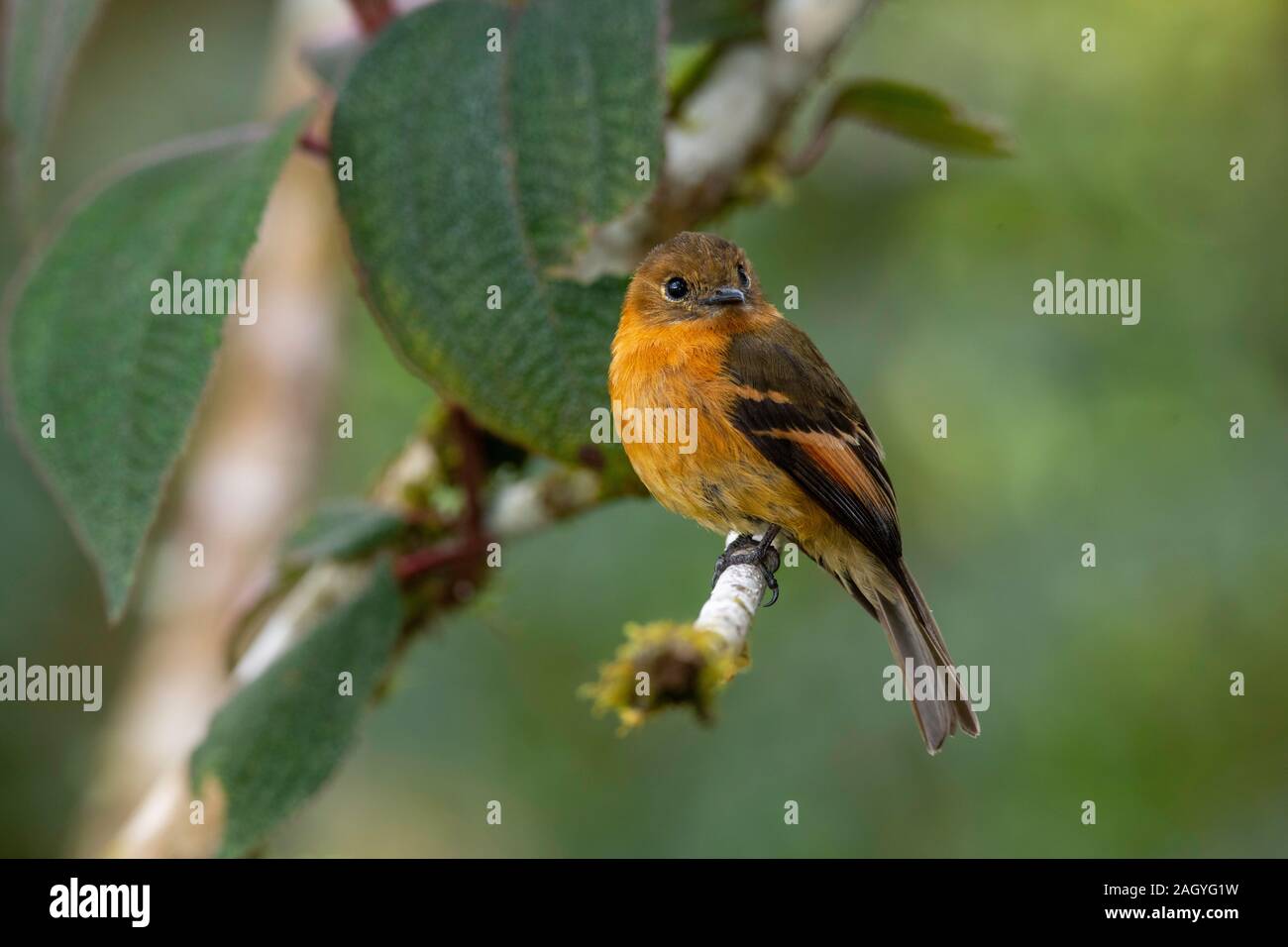 La cannella Flycatcher Pyrrhomyias cinnamomeus Cabanas San Isidro, Ecuador 14 dicembre 2019 Tyrrandiae adulti Foto Stock