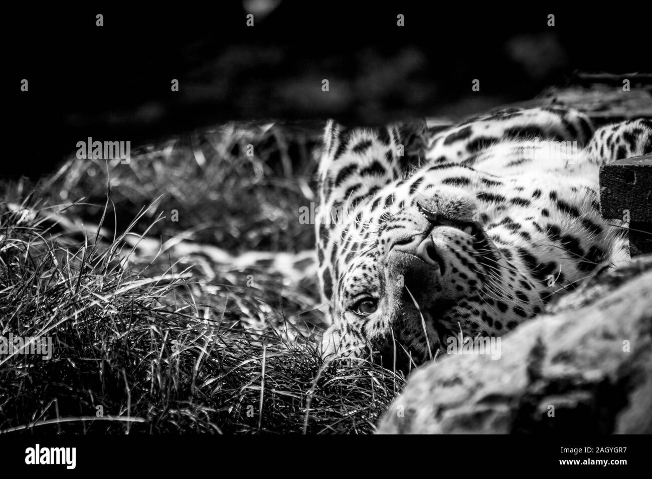 Un bianco e nero close up ritratto di Leopard con i suoi occhi aperti dopo essere stato addormentato. L'animale è stato avvisato da un suono nelle vicinanze. Foto Stock