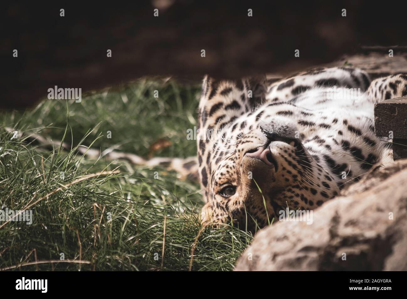 Un close up ritratto di Leopard con i suoi occhi aperti dopo essere stato addormentato. L'animale è stato avvisato da un suono nelle vicinanze. Foto Stock