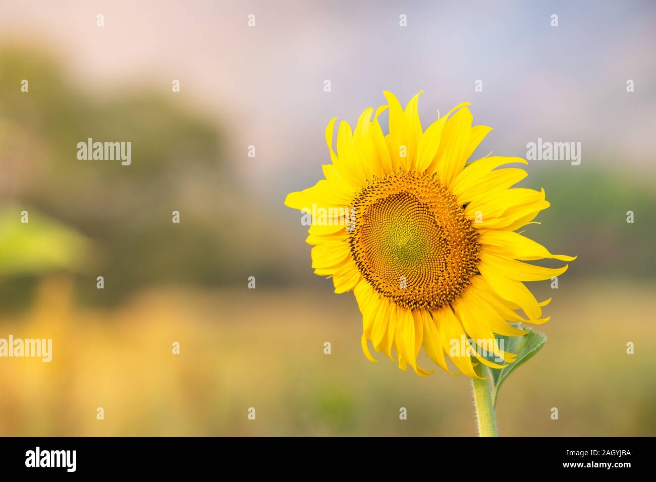 Girasoli bloom nel campo dell'agricoltura industria per l'autunno. Foto Stock