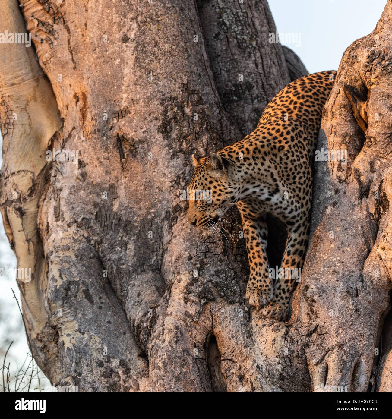 Leopard scendendo da un grande albero- incorniciato in V di due rami Foto Stock
