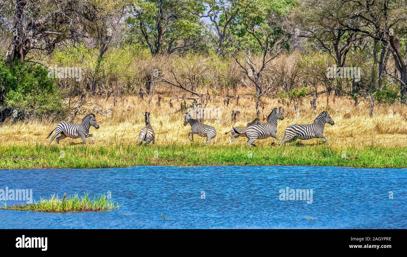 Una piccola mandria di zebra scatter e correre nel timore dopo che essi rilevano un predatore avvicinando un fiume in Botswana. Foto Stock