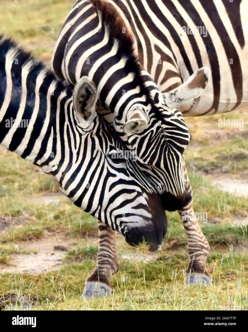Due zebre del legame mediante strofinando delicatamente le loro teste insieme. Close-up. (Equus burchelli) Foto Stock