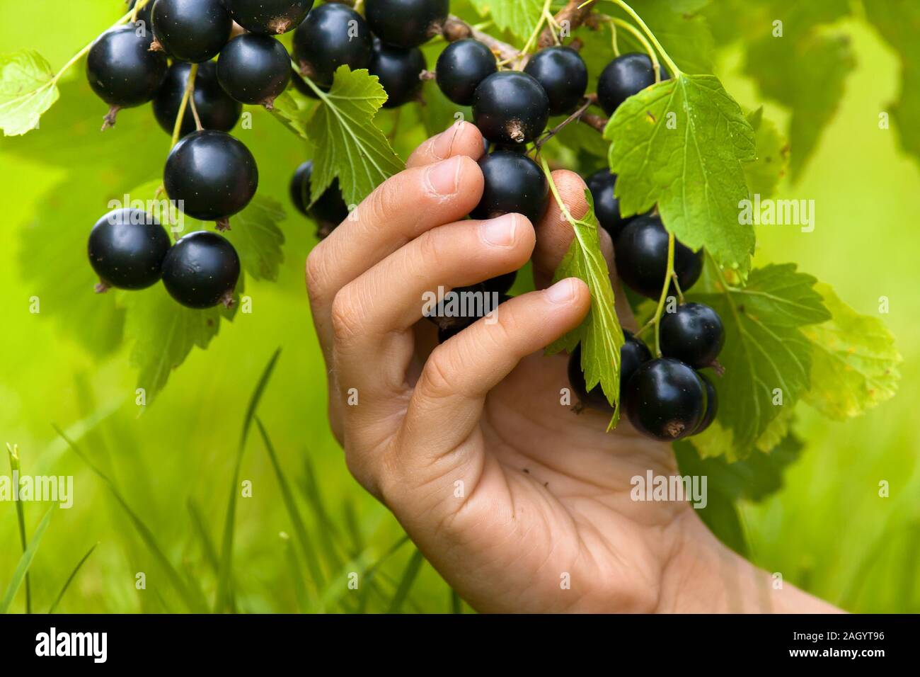 Bambino mani raccolta di bacche di ribes nero su sfondo sfocato Foto Stock