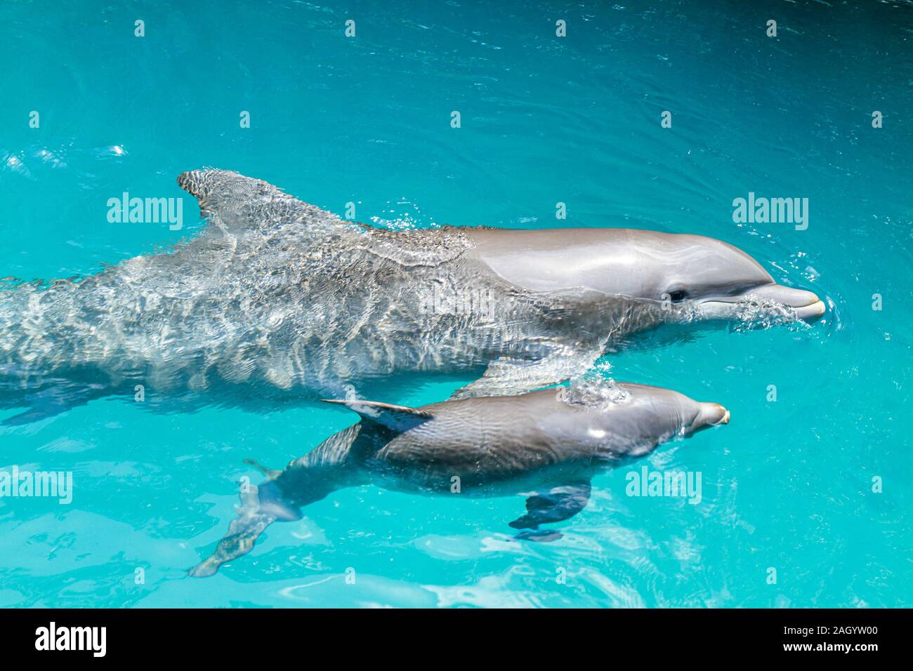 Miami Florida,Key Biscayne,Miami Seaquarium,delfino,madre,genitore,genitori,bambini piccoli bambini bambini,prigioniera,FL100515065 Foto Stock