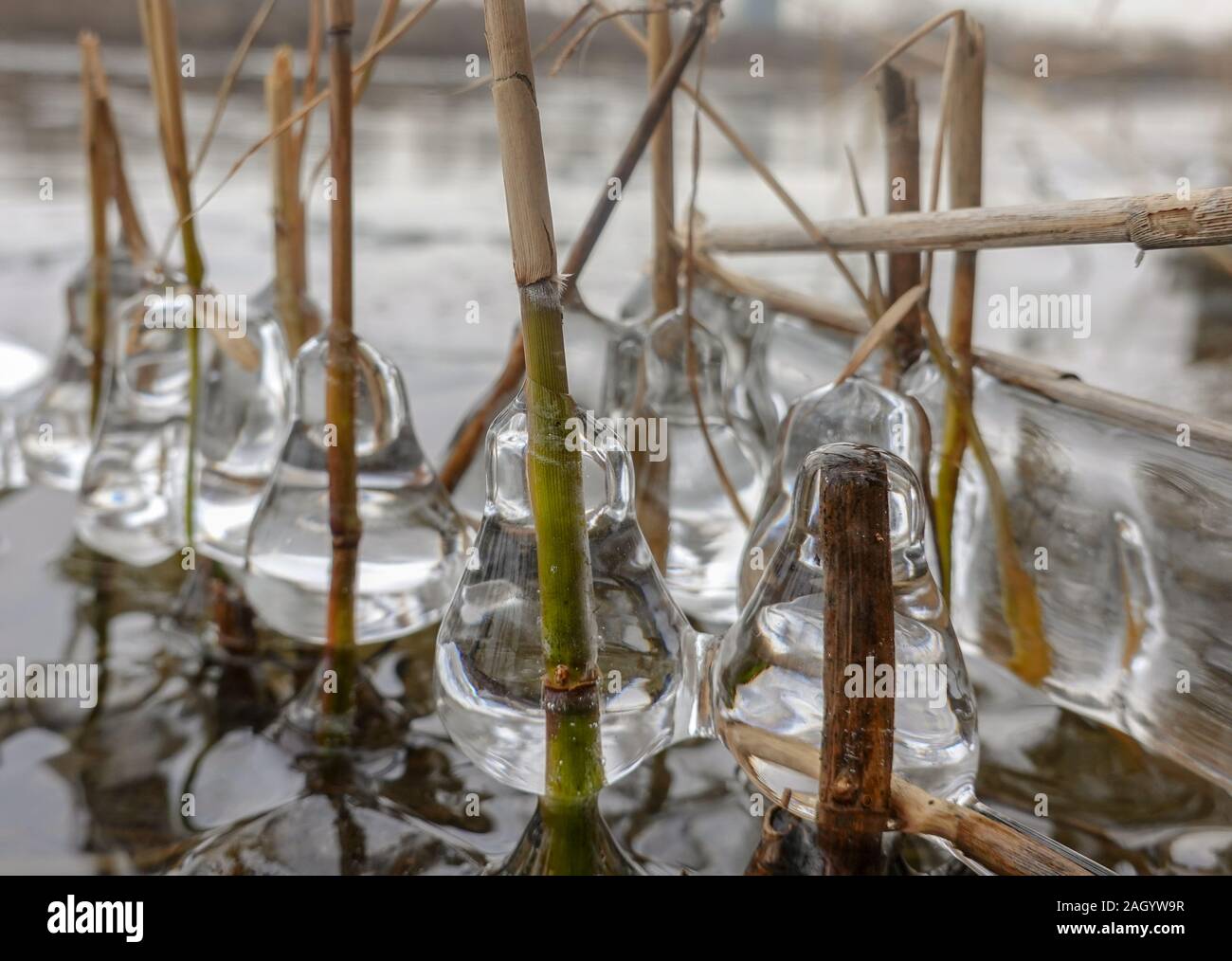 La formazione di ghiaccio pere di sagomatura in corrispondenza del fondo delle piante in un fiume Foto Stock
