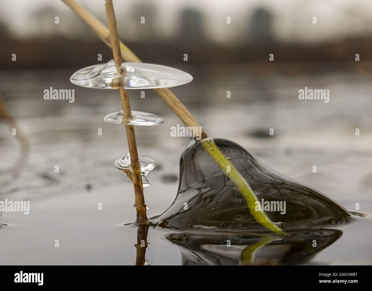 Anelli di ghiaccio acqua formata su una pianta nel fiume durante il periodo invernale Foto Stock Anelli di ghiaccio acqua formata su una pianta nel fiume durante il periodo invernale Foto Stock