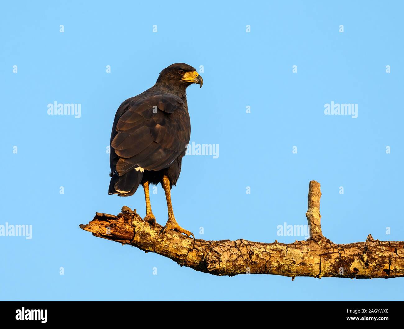 Un grande Black Hawk (Buteogallus urubitinga) in piedi su un ramo. Tocantina, Brasile. Foto Stock