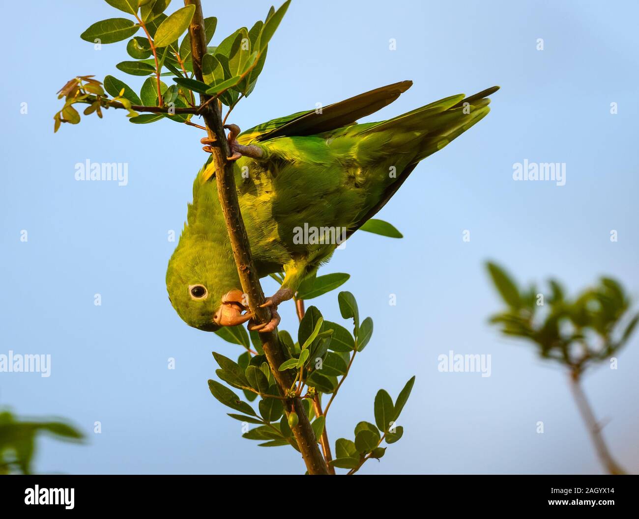 Un giallo-chevroned parrocchetto (Brotogeris chiriri) foraggio su un albero. Tocantina, Brasile. Foto Stock