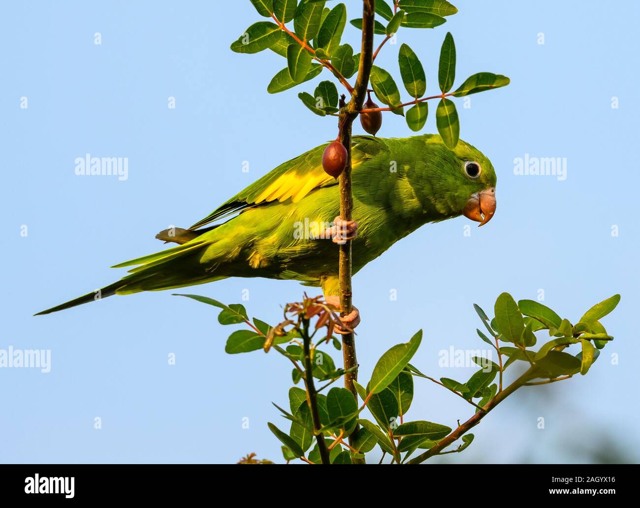 Un giallo-chevroned parrocchetto (Brotogeris chiriri) foraggio su un albero. Tocantina, Brasile. Foto Stock