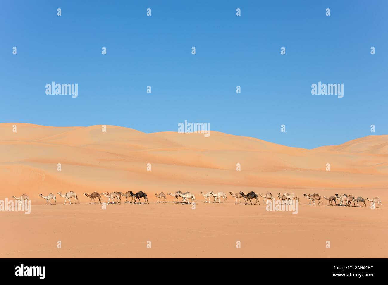 Vista aerea da un drone di un schierate gruppo di dromedario cammelli a piedi nei quarti vuota deserto. Abu Dhabi, negli Emirati Arabi Uniti. Foto Stock