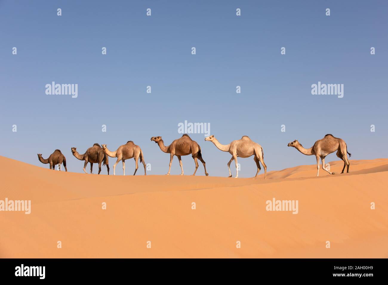 Un gruppo di dromedario cammelli attraversando una duna in quarti vuota deserto. Abu Dhabi, negli Emirati Arabi Uniti. Foto Stock