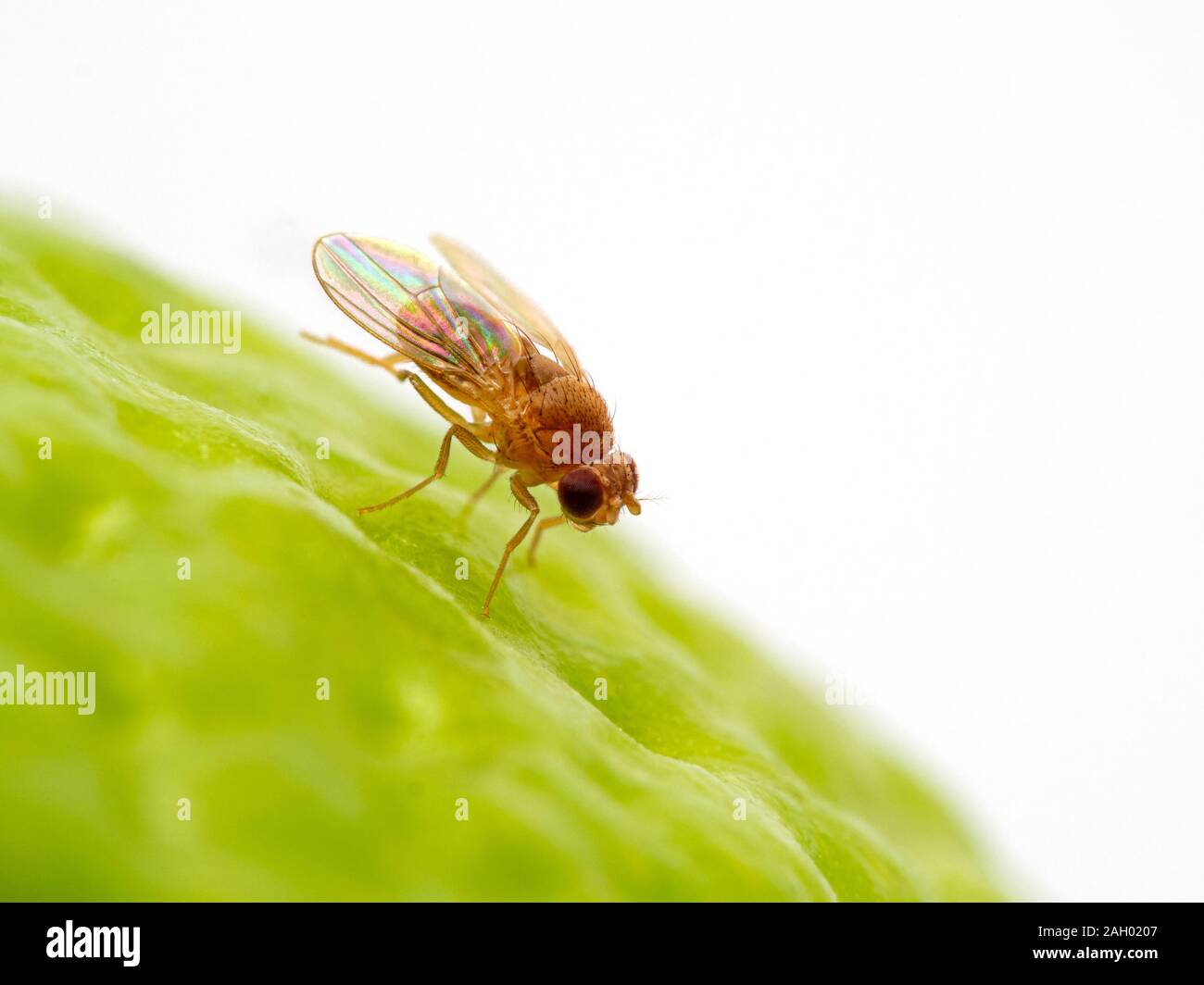 Mosca della frutta, Drosophila hydei, in appoggio sulla superficie di un lime durante la pulizia della sua faccia. Questa è una specie più grandi di Drosophila mosca della frutta Foto Stock