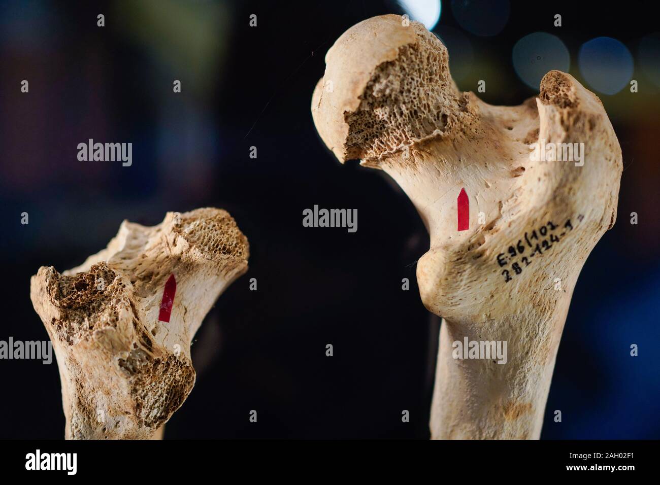 Herxheim, Germania. 09Dec, 2019. Due thighbones con segni di taglio, reperti da scavi su un culto neolitico sito, giacciono in un salone espositivo del Museo Herxheim. Credito: Uwe Anspach/dpa/Alamy Live News Foto Stock