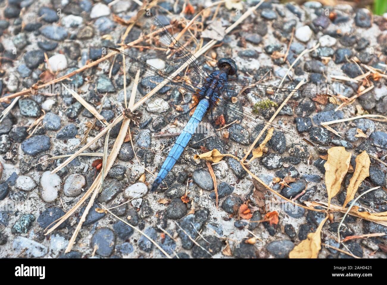Flusso nero Glider (maschio): Libellula Foto Stock