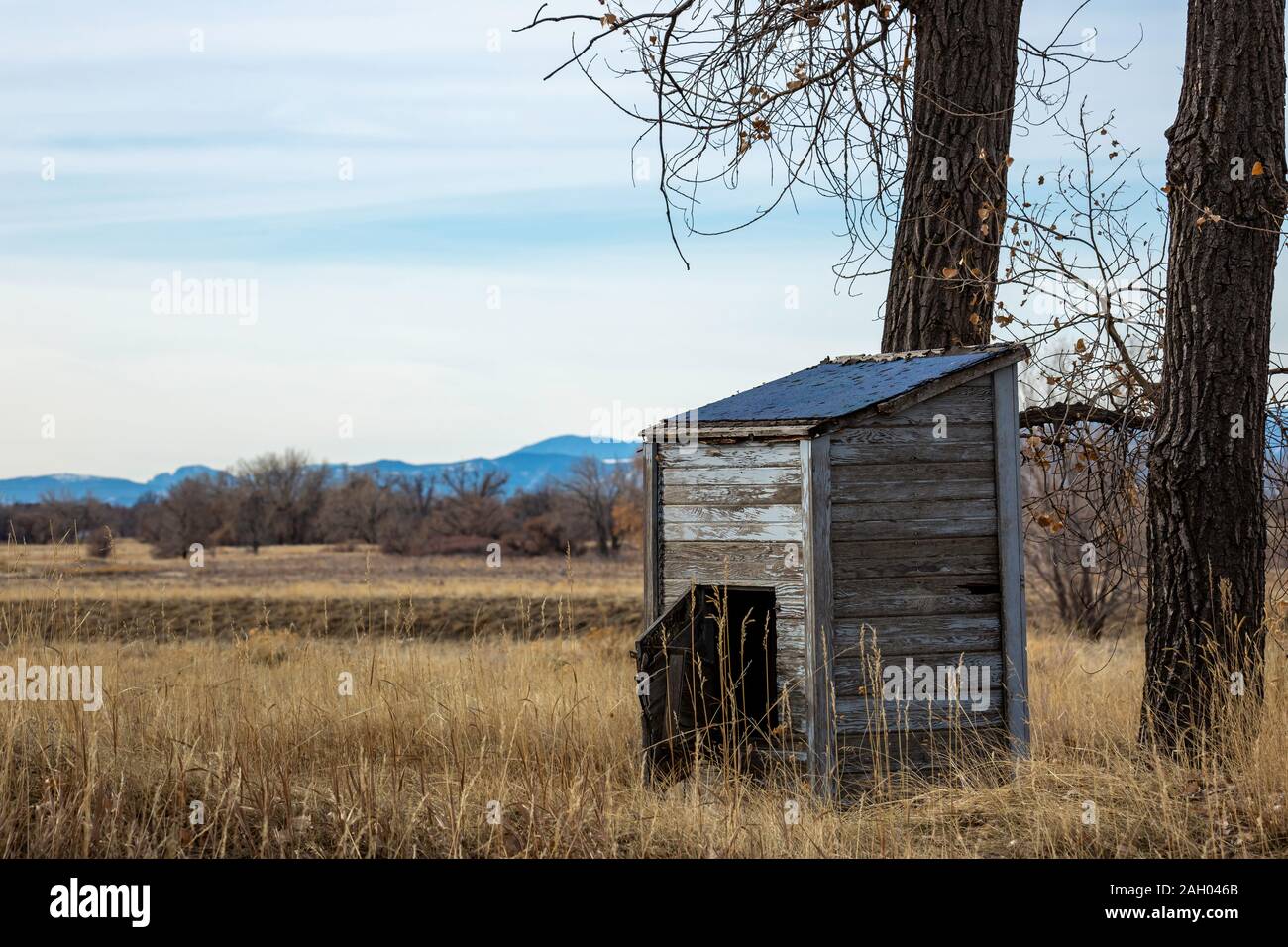 Piccoli vecchi sparso nella parte anteriore degli alberi a Rocky Mountain Arsenal Wildlife Refuge Colorado, Stati Uniti d'America 2019 Foto Stock