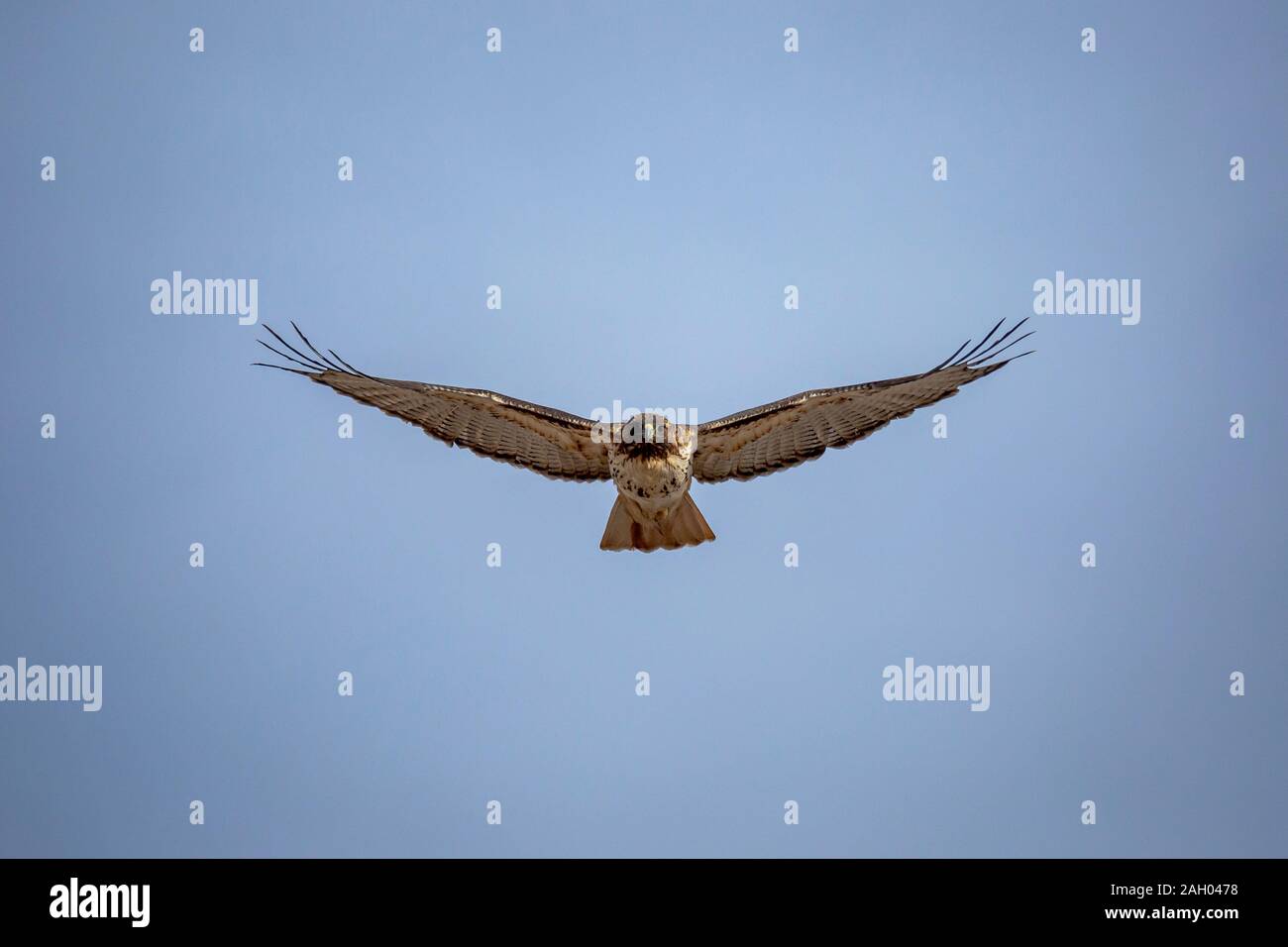 Flying adulto Red-Tailed Hawk (Buteo jamaicensis) Colorado, Stati Uniti d'America 2019 Foto Stock