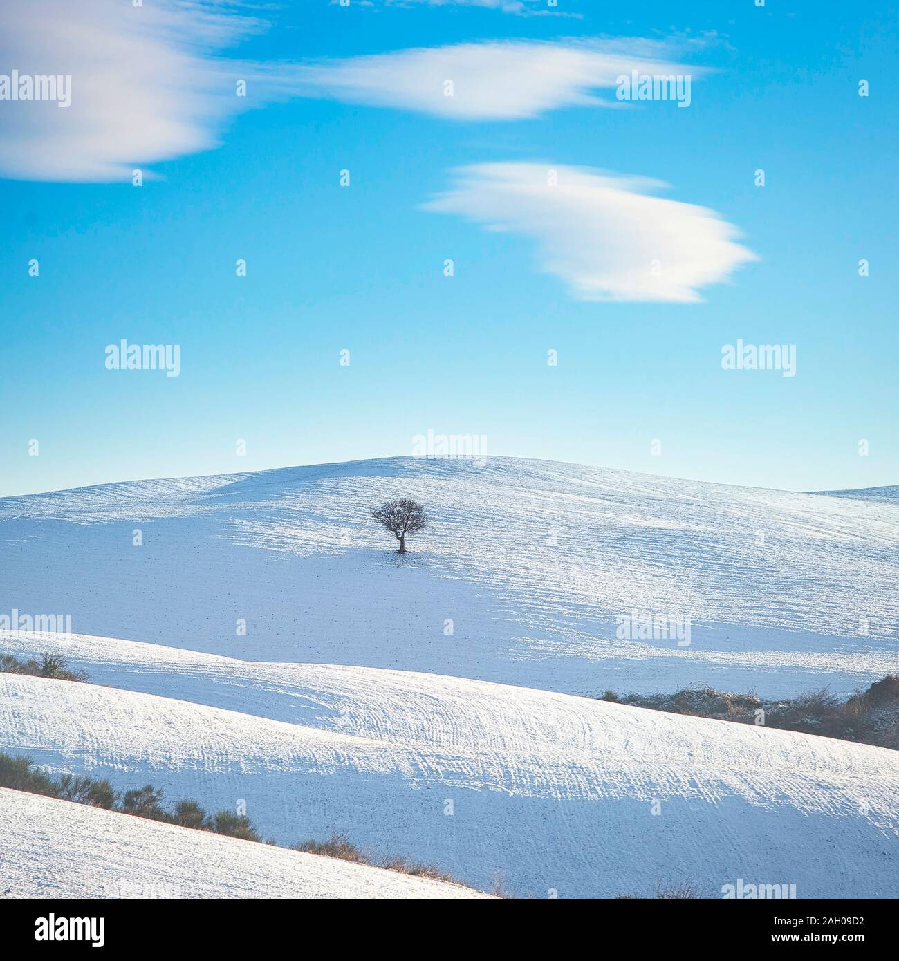 Neve in Toscana, solitario albero su di una collina di laminazione nella stagione invernale. Italia Europa Foto Stock