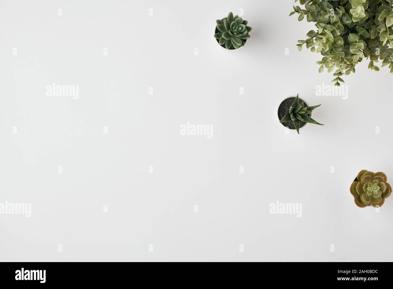 Schema piatto di piante domestiche in vasi con piccole foglie verdi Foto Stock