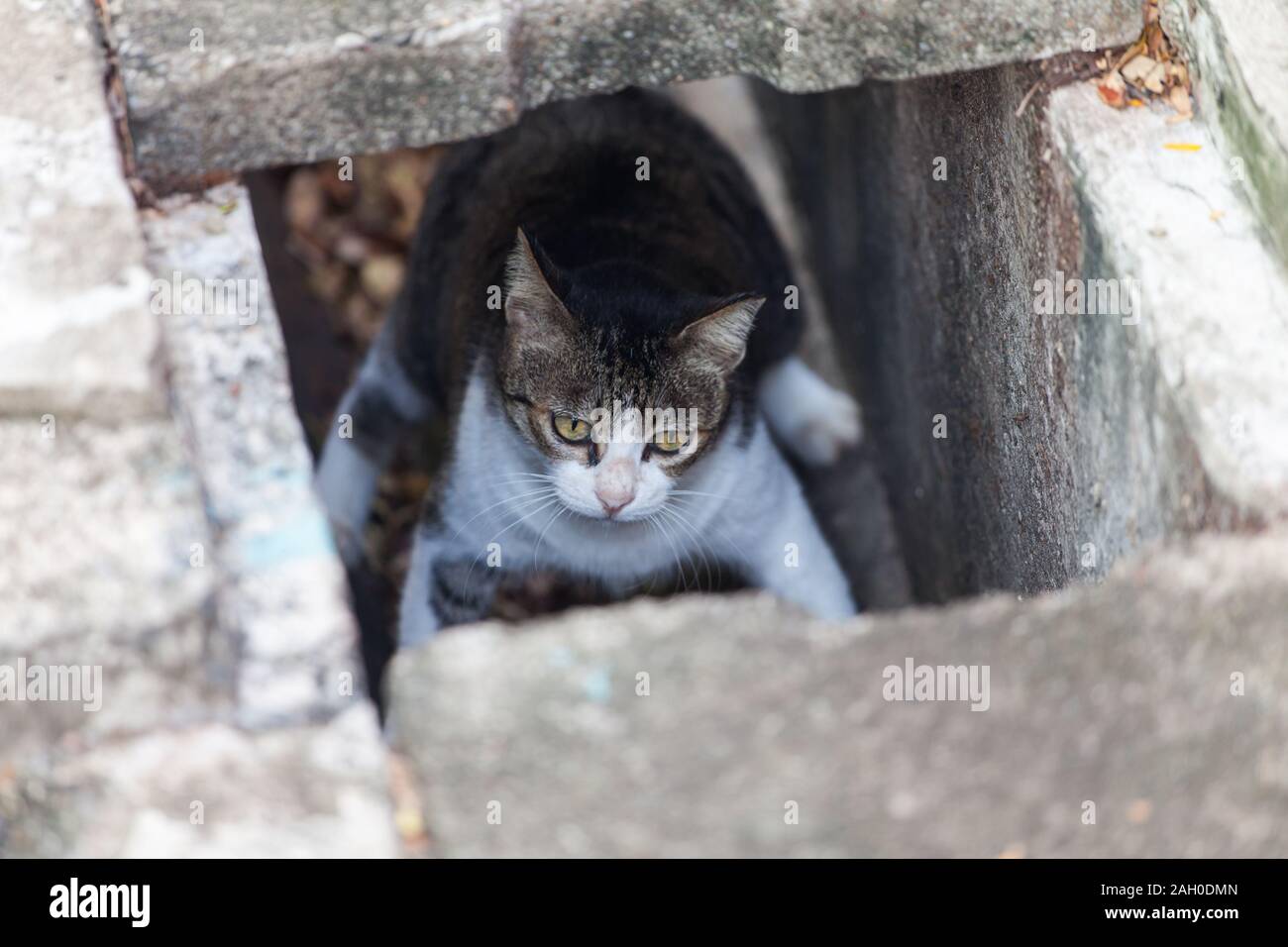 Un gatto è stazionario con le gambe larghe a parte in drenaggio guardando un po 'nervoso. Foto Stock