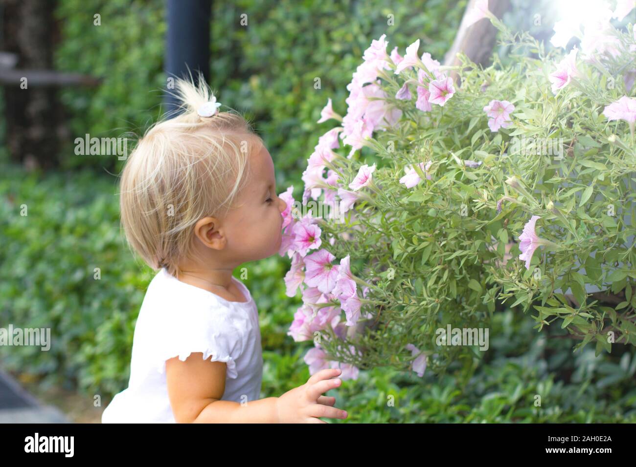 Baby odora di fiori in estate Foto Stock