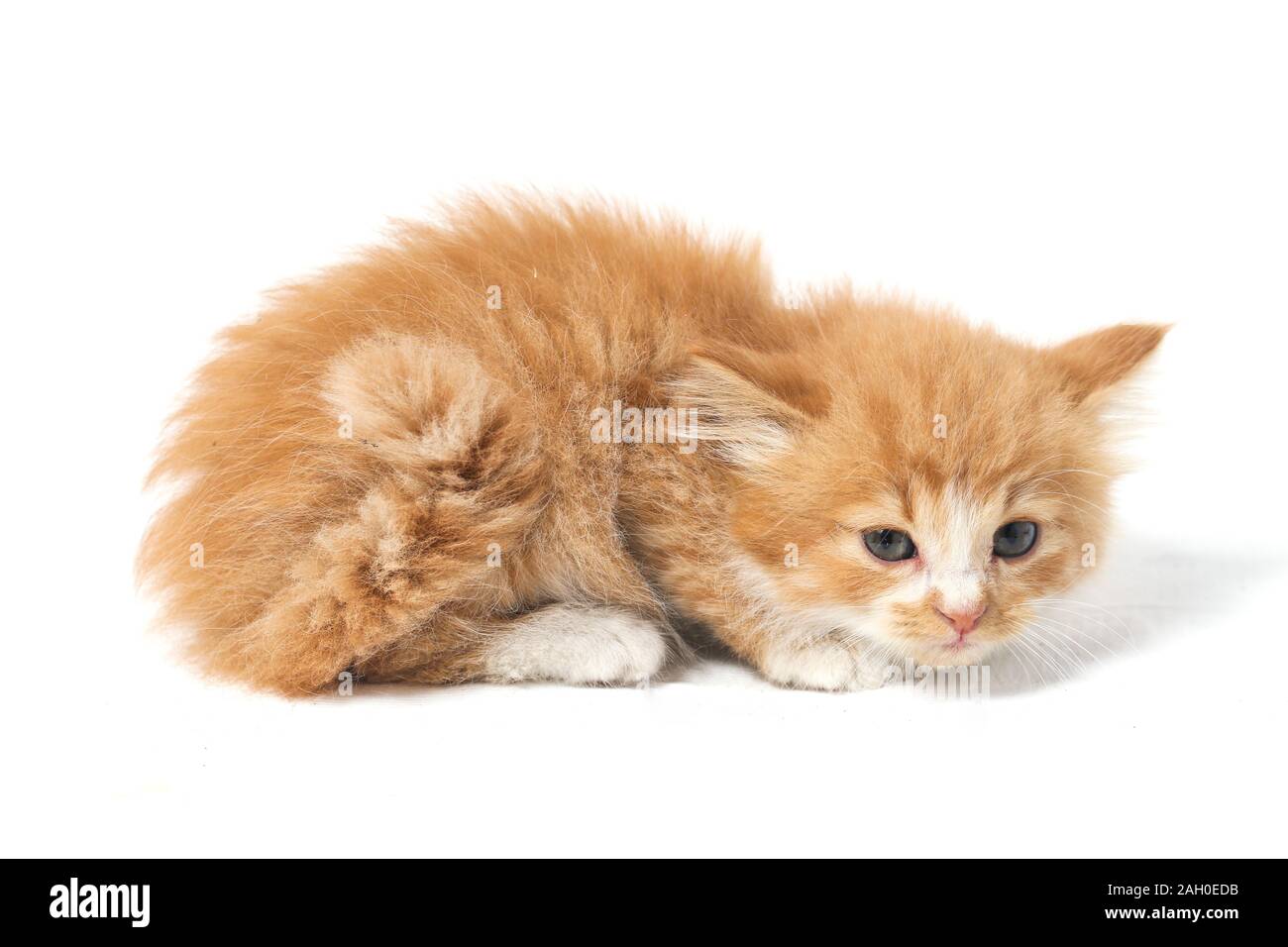 Un bel misto arancione domestico cat , posizioni divertenti. Ritratto di animali isolati su sfondo bianco. Foto Stock