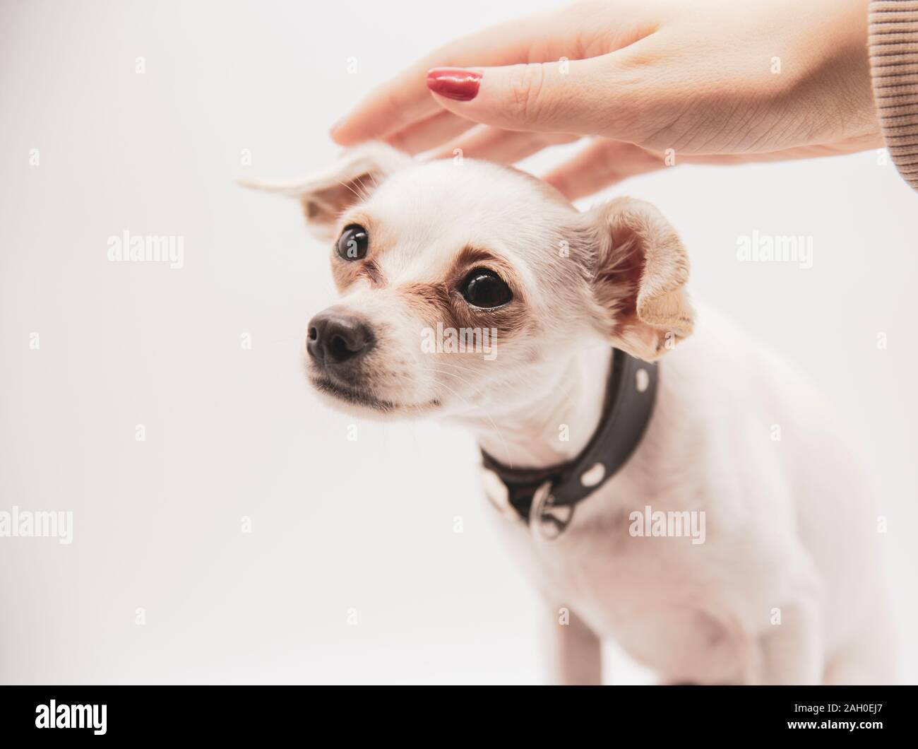 Una femmina di mano corse delicatamente la testa di un piccolo cane bianco Foto Stock