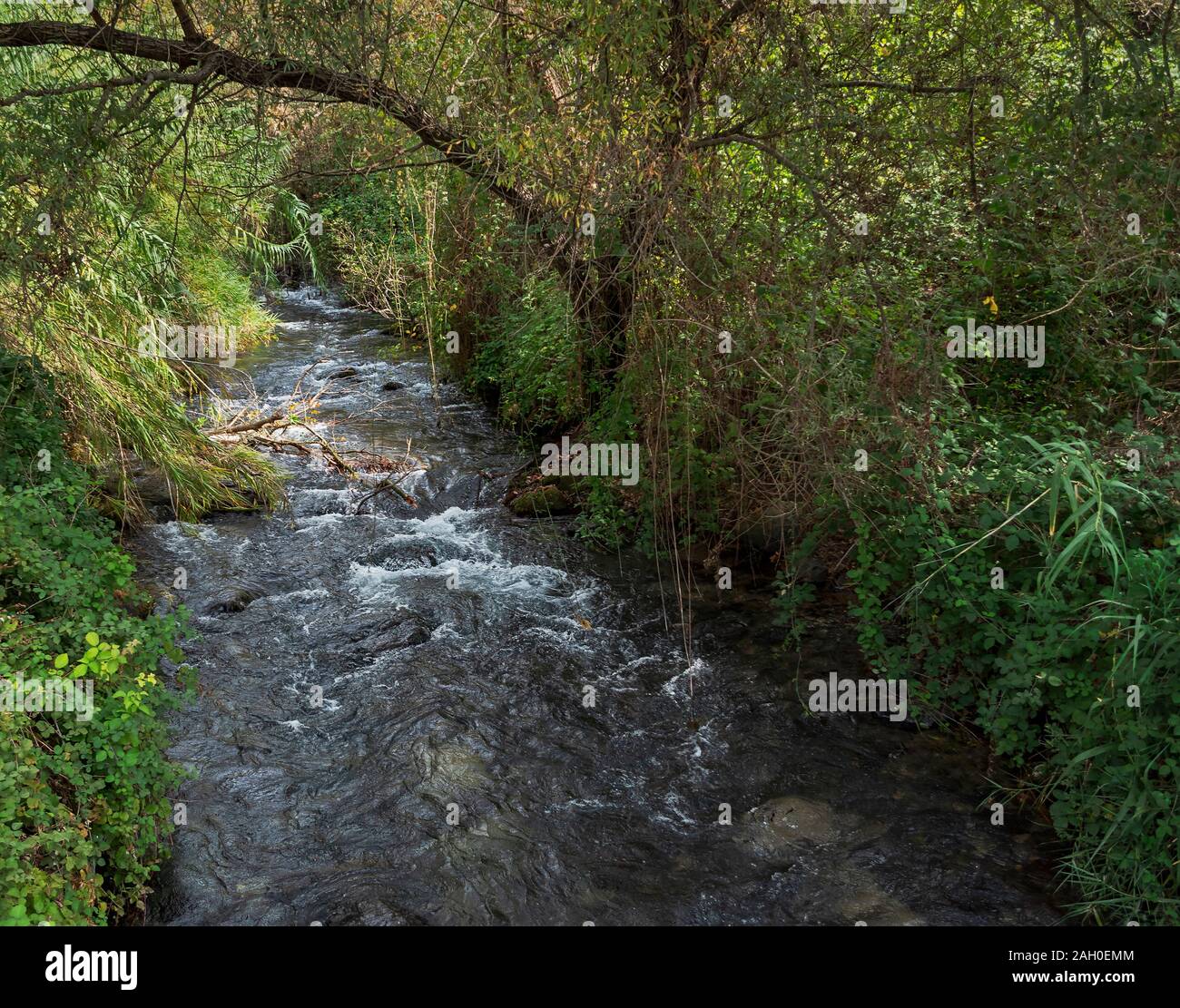 L'Hermon stream in esecuzione attraverso un intricato incolto subtrobical foresta di banias riserva naturale delle alture del Golan inisrael Foto Stock