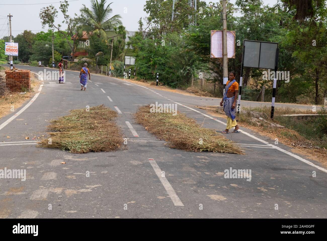 Donna matura di colture di asciugatura sulla strada di campagna, Ariyalur distretto, Tamil Nadu, India Foto Stock