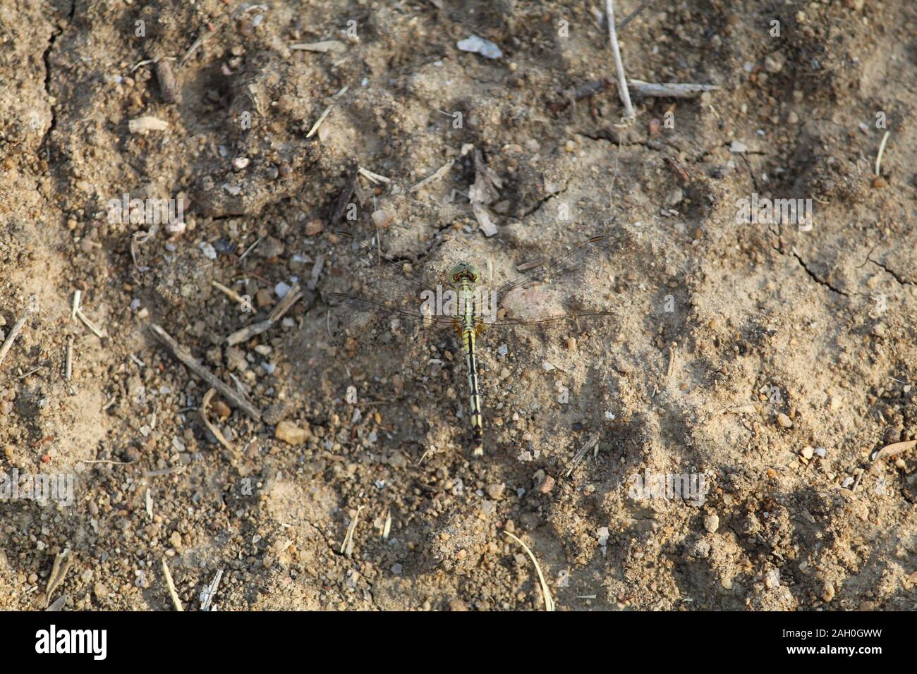 Vista superiore della libellula indiano su roccia Foto Stock