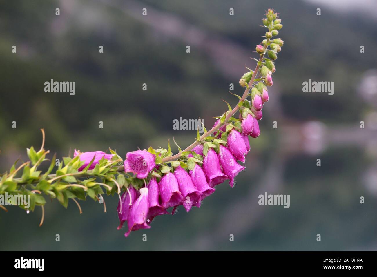 Foxglove (Digitalis purpurea) in Norvegia. Biennale erbacee piante in piantaggine famiglia Plantaginaceae. Foto Stock