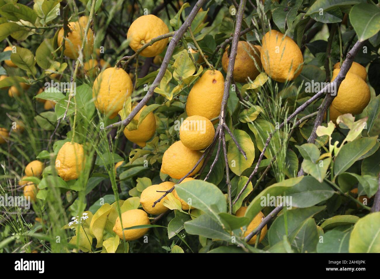 Abbandonato ed incolto lemon tree grove nell'isola di Corfù. Agricoltura in Grecia. Foto Stock