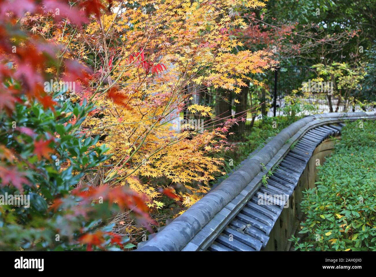 Il fogliame di autunno giardino in Giappone - rosso momiji foglie (acero) in un giardino giapponese del tè di Yoshikien, Nara, Giappone. Foto Stock