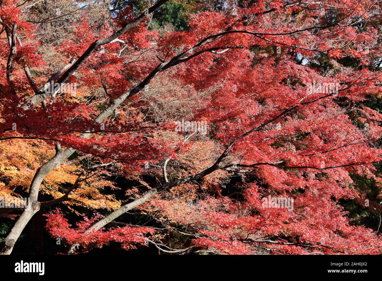 I colori autunnali nel parco di Tokyo. Koishikawa Korakuen Garden Foglie di autunno. Foto Stock