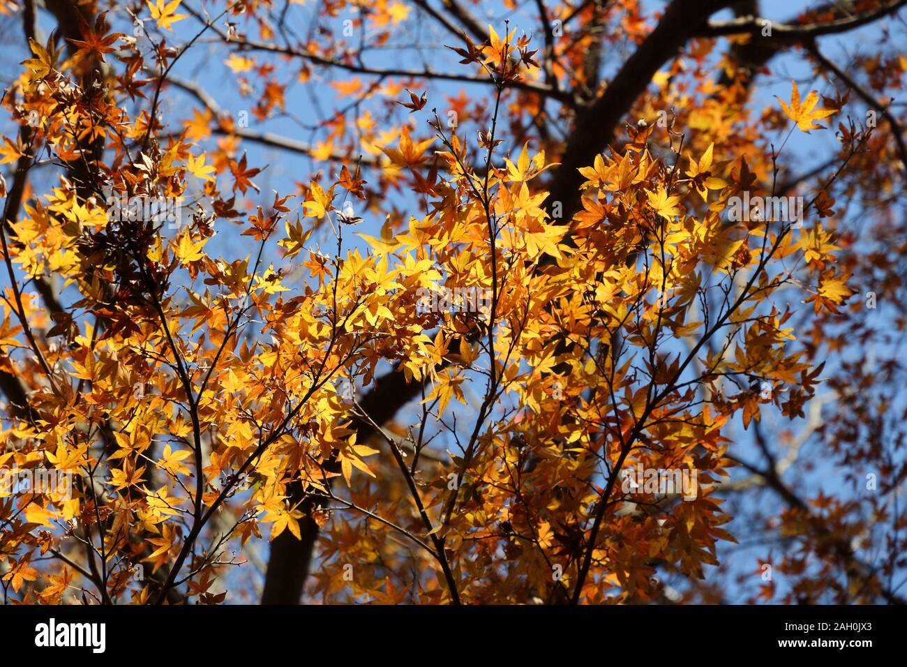 Giapponese fogliame di autunno - giallo acero foglie in un parco a Kamakura, Giappone. Foto Stock