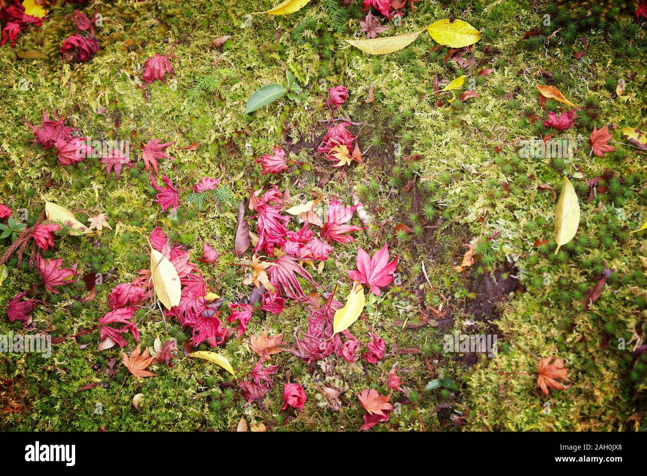 Autunno - sfondo colorato giapponese di foglie di acero su moss a Nara, Giappone. Foto Stock