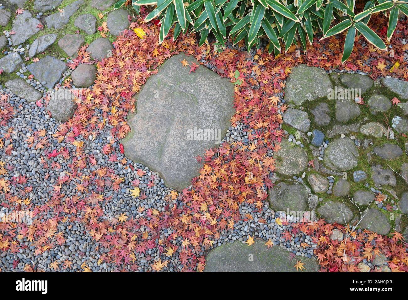 In Giappone le foglie di autunno - rosso foglie di acero sul sentiero in Yoshikien Garden, Nara. Foto Stock